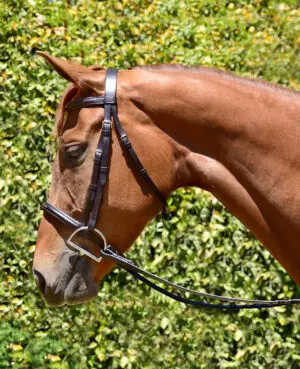 Fairhaven Padded Fancy Stitched Raised Bridle