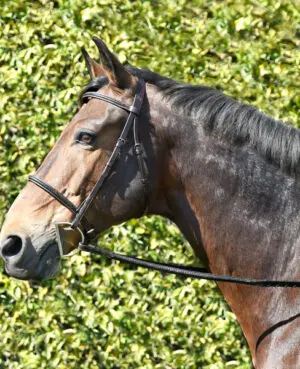 Silver Spur Hand Braided Snaffle Bridle