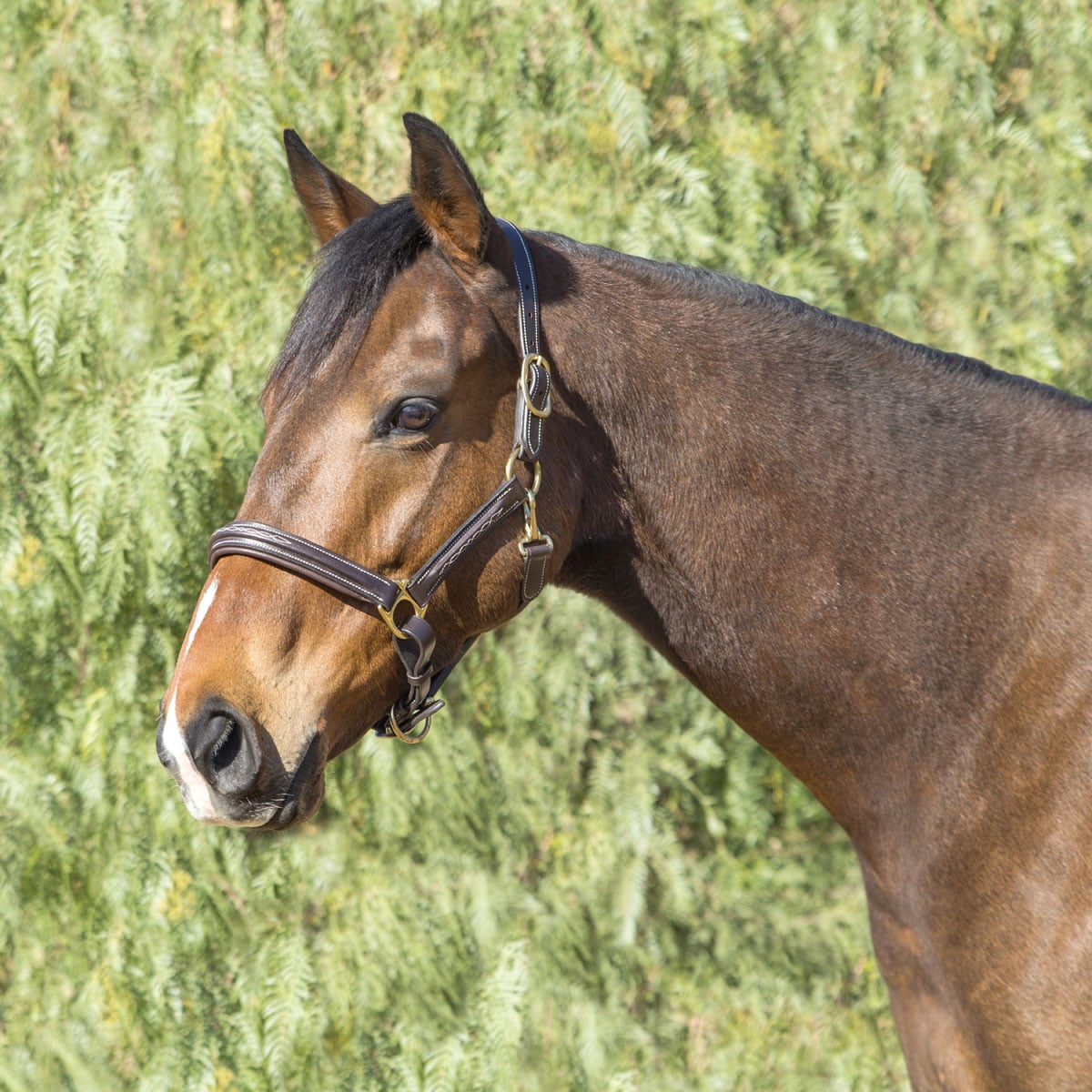 Fancy Stitched Padded Leather Halter – Euro Equestrian