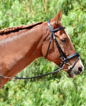 Silver Spur Padded Crank Dressage Bridle with Flash