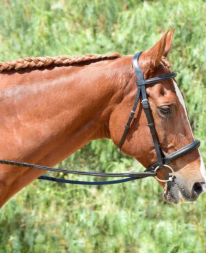 Hunter Jumper Bridles